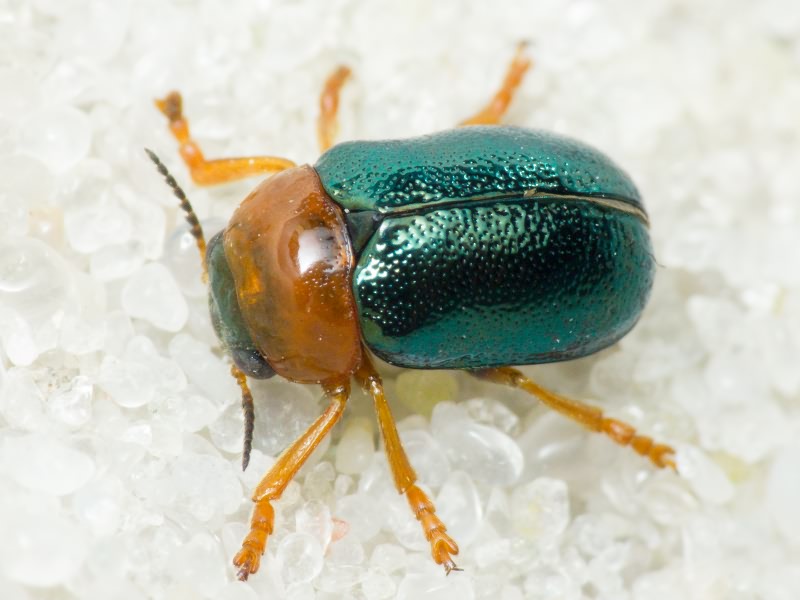 Smaragdina salicina (Scopoli, 1763)